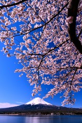 富士山と河口湖の桜