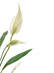 Flowers. Floral background. White flowers. Green leaves.