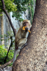 Monkeys in the grove near the temple of Phuket Thailand
