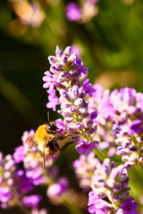 Bee pollinating lavender lavandula flowers on a warm summers day
