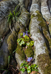 Tree roots with flowers 