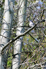Lovebird sitting on a branch.