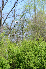 Fototapeta na wymiar Lovebird flying in front of the forest.