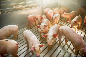 Fotobehang Pigs on a farm © mrbigphoto