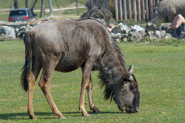 Fototapeta premium visiting the Zoo of Affi, near lake Garda, italian Zoo, nature and wildlife