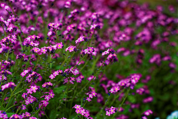 beautiful colors of nature in the spring Park