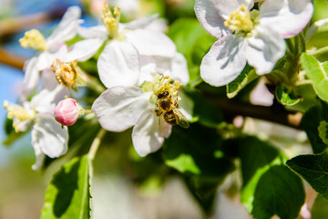 Blossoming branches of the apple tree on spring