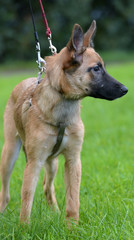 cute puppy on harness on the lawn with grass in summer
