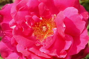 Beautiful Natural Pink Rose Flower.