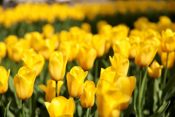 Obraz premium Blurred floral background. Background texture of yellow tulips on a flowerbed. Cropped shot, horizontal, nobody, plenty of space for text, close-up, side view. Concept of botanical beauty.