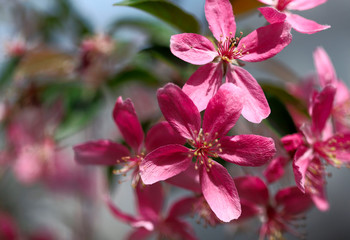 Blurred floral background. Pink flowers of a blossoming tree on bokeh background. Cropped shot, horizontal, nobody, place for text, close-up, side view. Concept of botanical beauty.