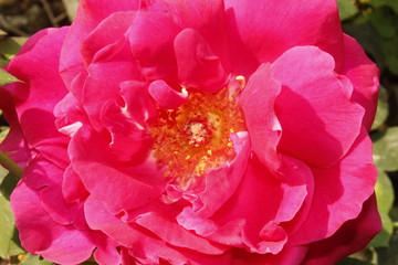 Beautiful Natural Pink Rose Flower.