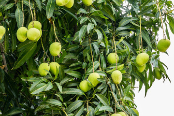 mango fruit on the tree