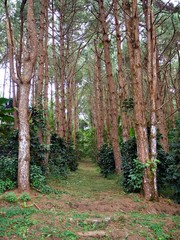 Obraz premium The pathway to that lies between the tall tree in the woods