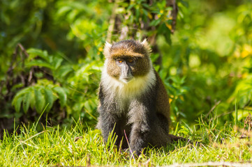 Monkey Sykes Cercopithecus frontalis sitting on the grass