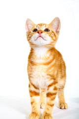 Ginger mackerel tabby kitten isolated on a white background