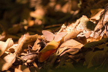Beautiful close up of a small butterfly on dry golden leaves, creating a natural pattern in yellow, brown and orange, autumn colors