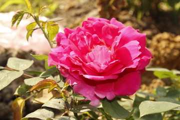 PINK ROSE IN GARDEN