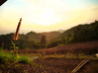 Portrait shot on the grass flower with mountain landscape and soil, Nan, Thailand