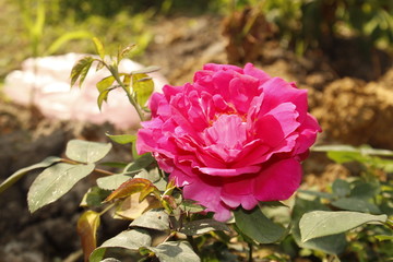 PINK ROSE IN GARDEN