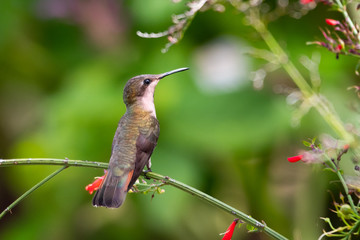 A young Ruby Topaz Hummingbird perches on a branch of the Antigua Heat bush.