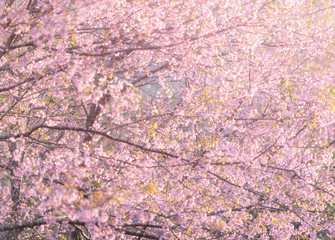 Close up Wild Himalayan Cherry blossoms (Prunus cerasoides) blooming