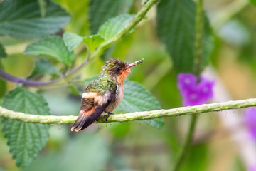 Fototapeta na wymiar A juvenile Tufted Coquette hummingbird perches on a Vervain branch in a garden.