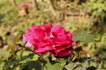 PINK ROSE IN GARDEN