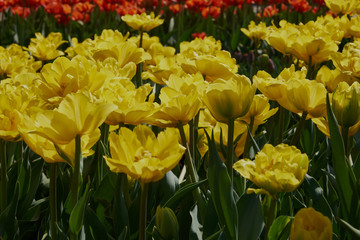 background nature spring flowers on flower bed tulips postcard red and yellow