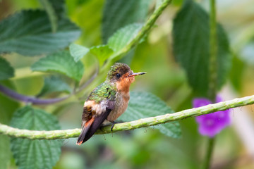 A juvenile Tufted Coquette hummingbird perches on a Vervain branch in a garden.