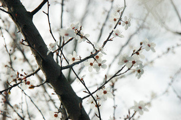 Prunus en fleur