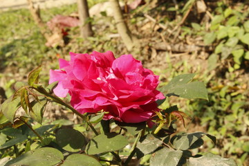 Gradient pink rose flower in garden