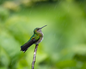 A White-chested Emerald hummingbird bathes in a tropical rainstorm in the rain forest.