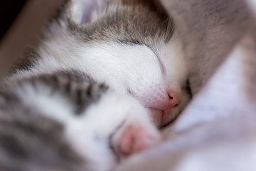 Baby cat sleeping