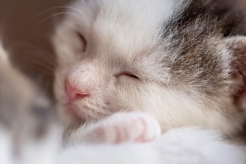 Fototapeta na wymiar Domestic kitten sleeping