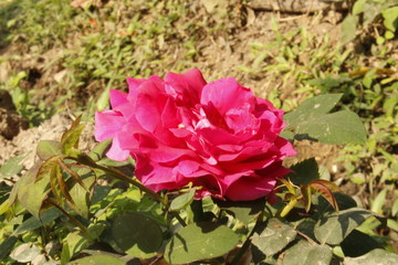 rose in the garden