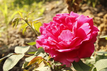 Gradient pink rose flower in garden