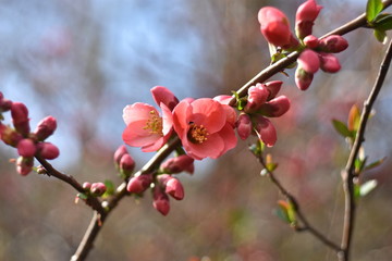 Pink blossom at the sunset 