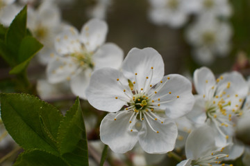 Obraz na płótnie Canvas background nature spring cherry blossom and Apple tree postcard