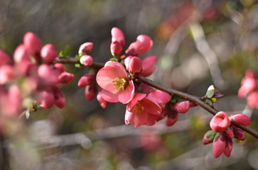 Fototapeta na wymiar Pink spring blossom 