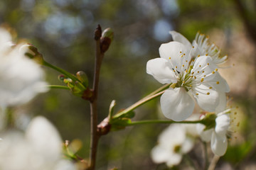 Obraz premium background nature spring cherry blossom and Apple tree postcard