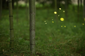 Fireflies are flying around a bamboo. Japanese natural spring and summer background.