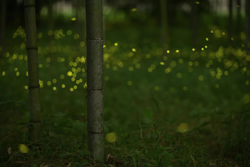 Fireflies are flying around a bamboo. Japanese natural spring and summer background.