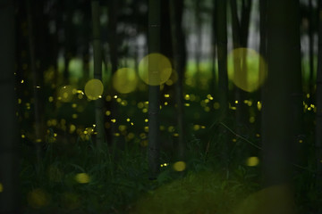 A lot of fireflies are flying in the bamboo forest at midnight.