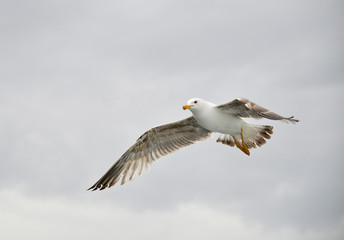 seagull in flight