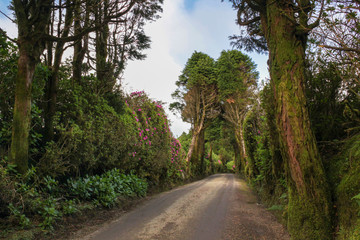 Fototapeta na wymiar Dirt road in the Canary Lake (Lagoa do Canário) in São Miguel Island - Azores - Portugal