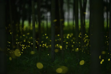 A lot of fireflies are flying in the bamboo forest at midnight.