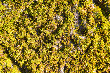green Moss floor