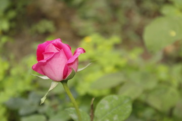 Pink rose in garden