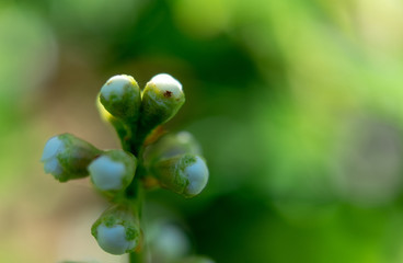 Close-up of the buds of a cherry laurel, scientific name Prunus laurocerasus